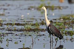 Pacific Heron